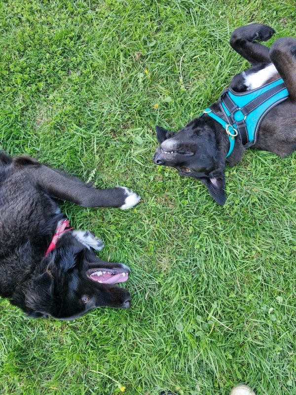 zwei Hunde, die sich gegenüber im Gras liegen.