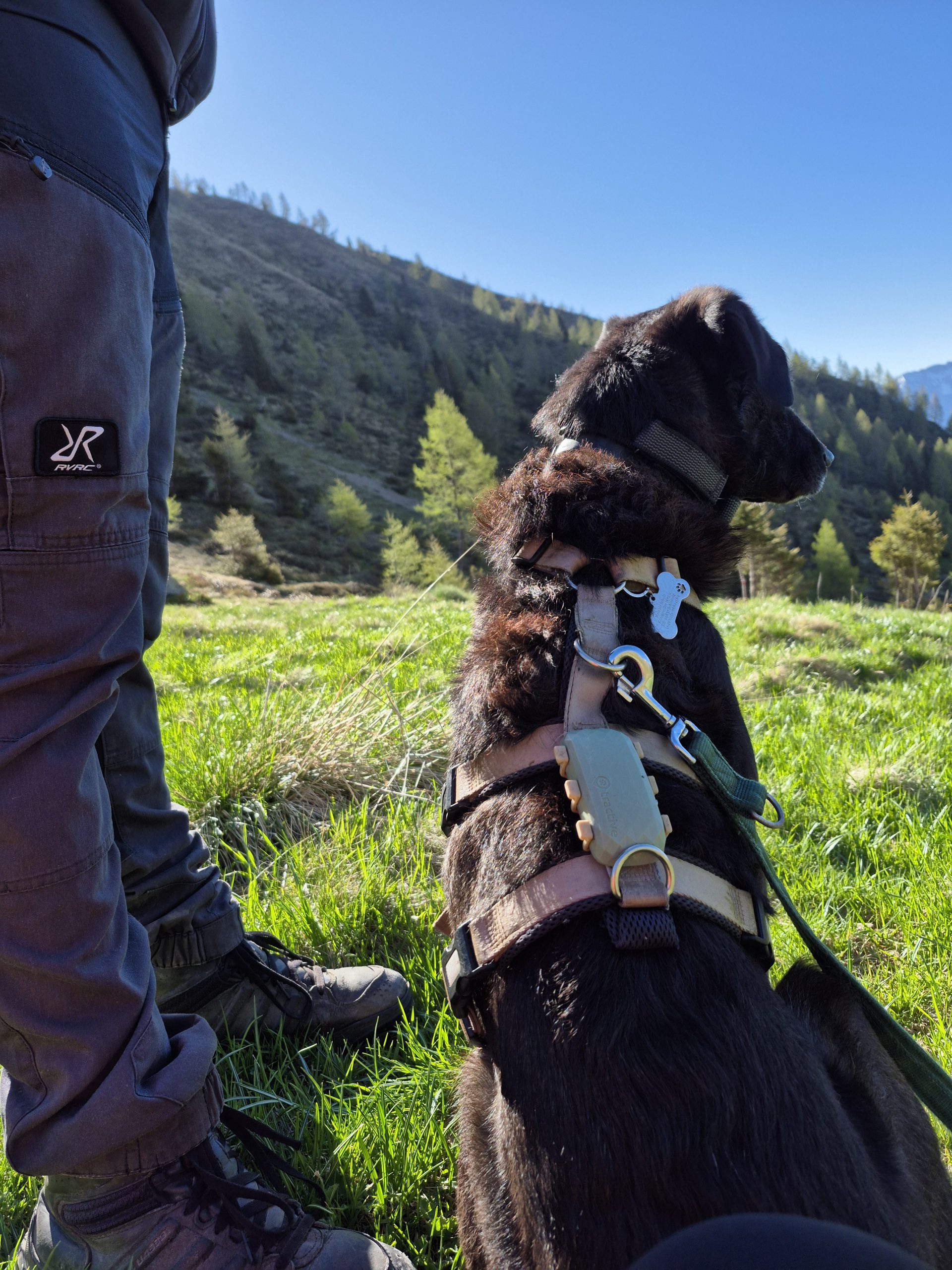 Hund sitzt neben einem menschlichen Bein und schaut in die Ferne.