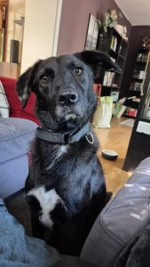 Alwin - Cookie-Tester bei TierGefühl Verhaltensberatung in Schleswig