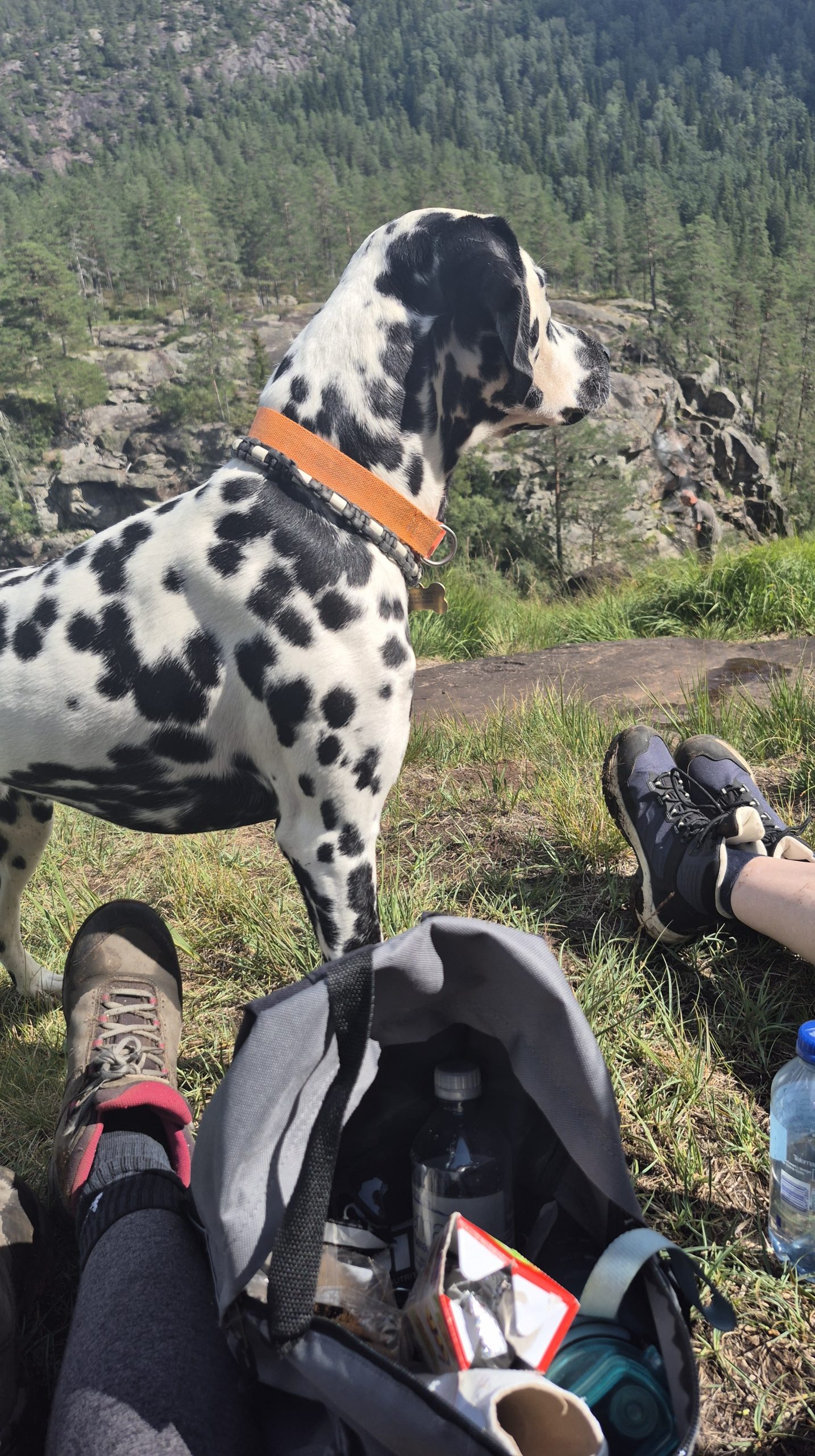 Foto von einem Dalmatiner vor einer schönen Landschaft. Er trägt ein orangenes Halsband und eine Marke.