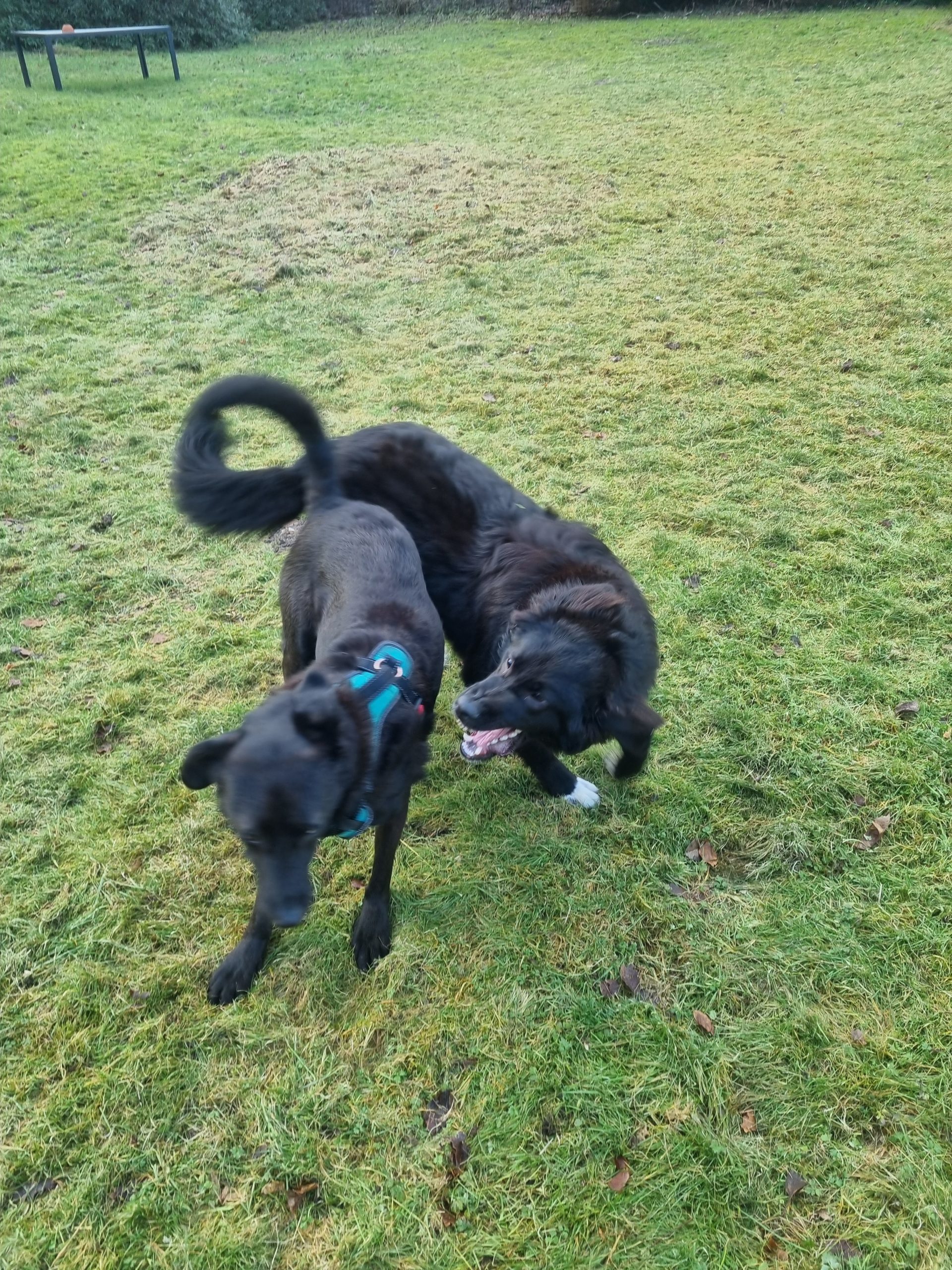 zwei Herdenschutzhunde, die körperlich miteinander spielen