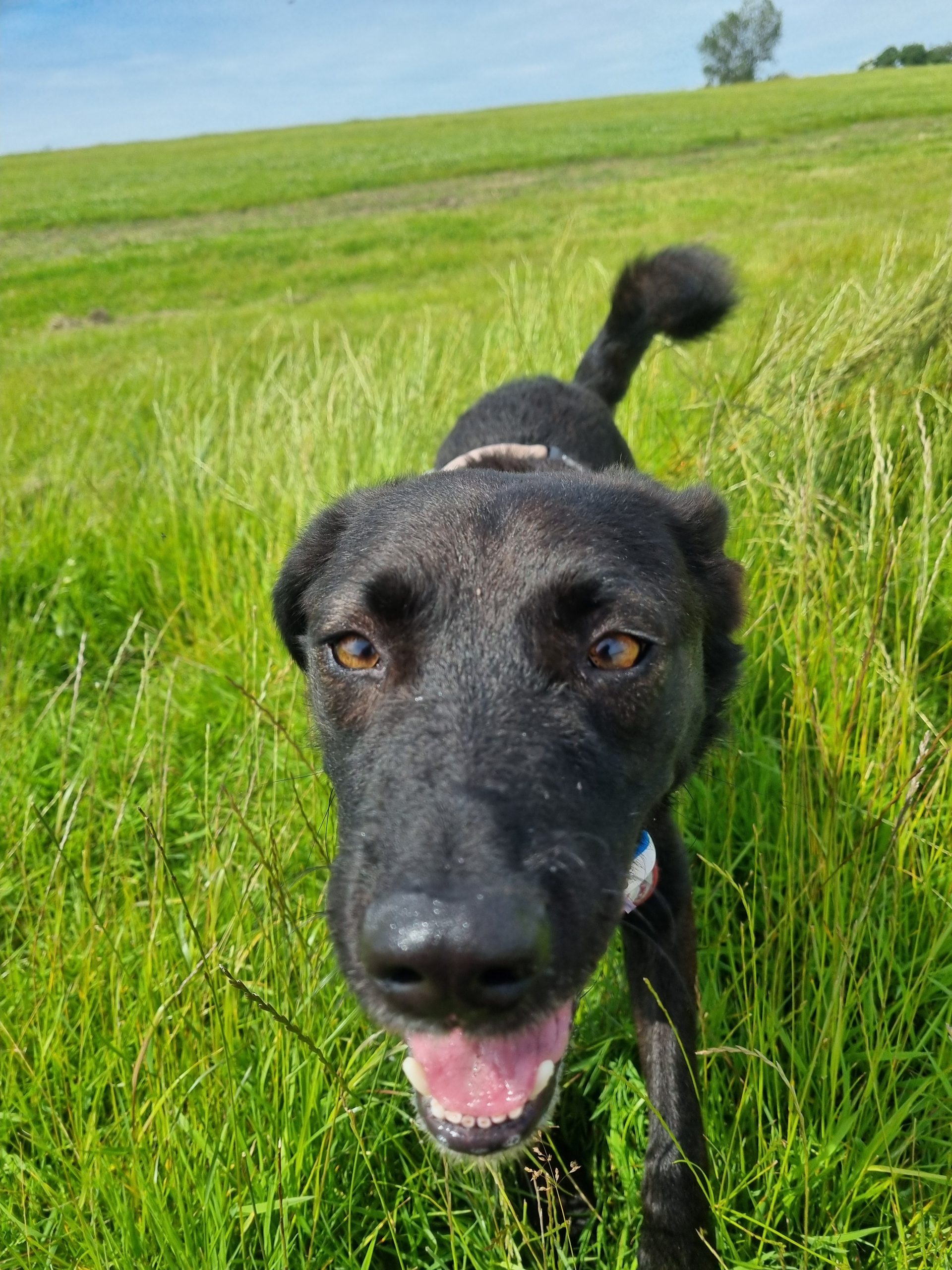 ein Hund, der in die Kamera guckt