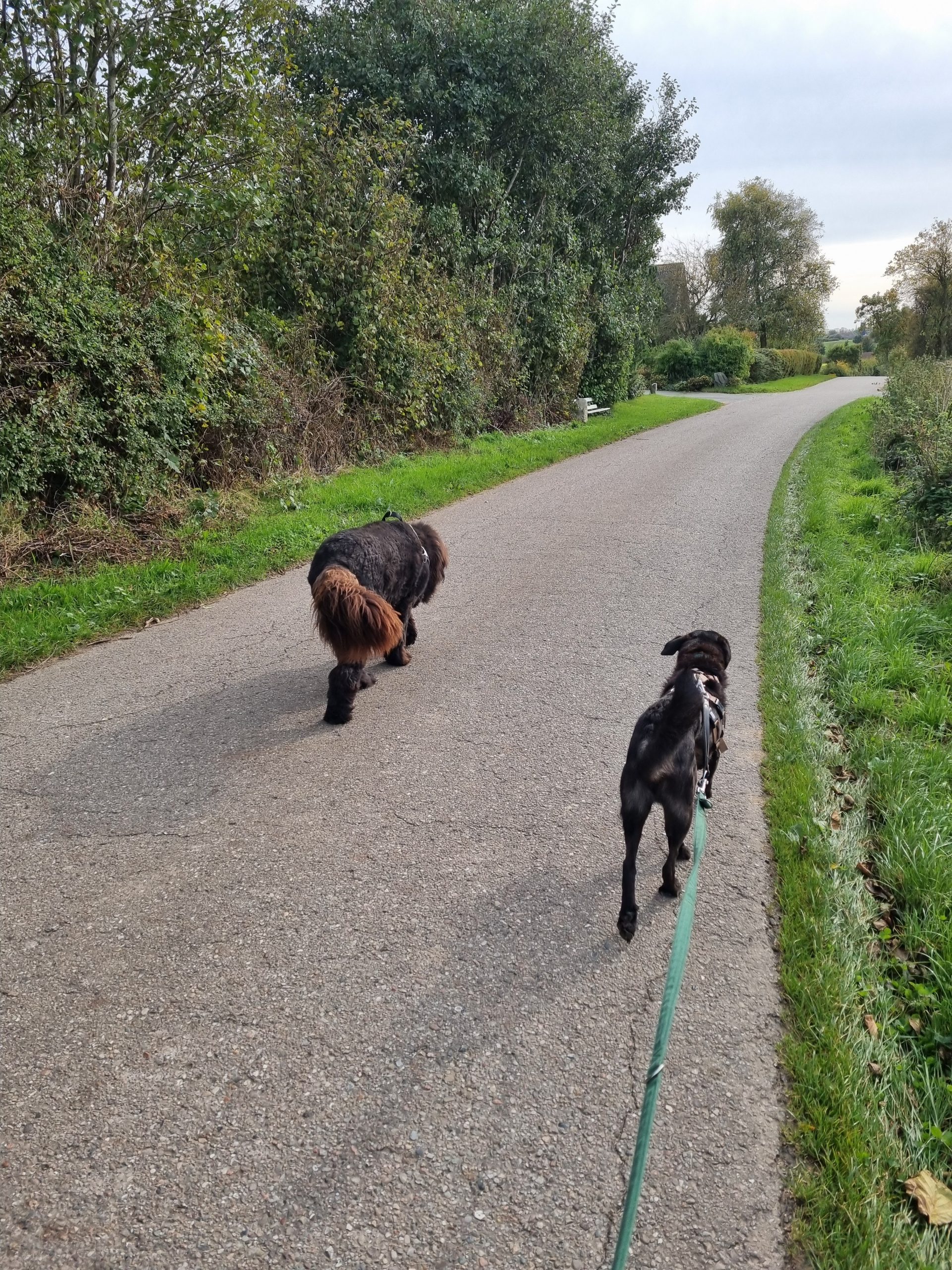 zwei Hunde, die gemeinsam spazieren gehen.