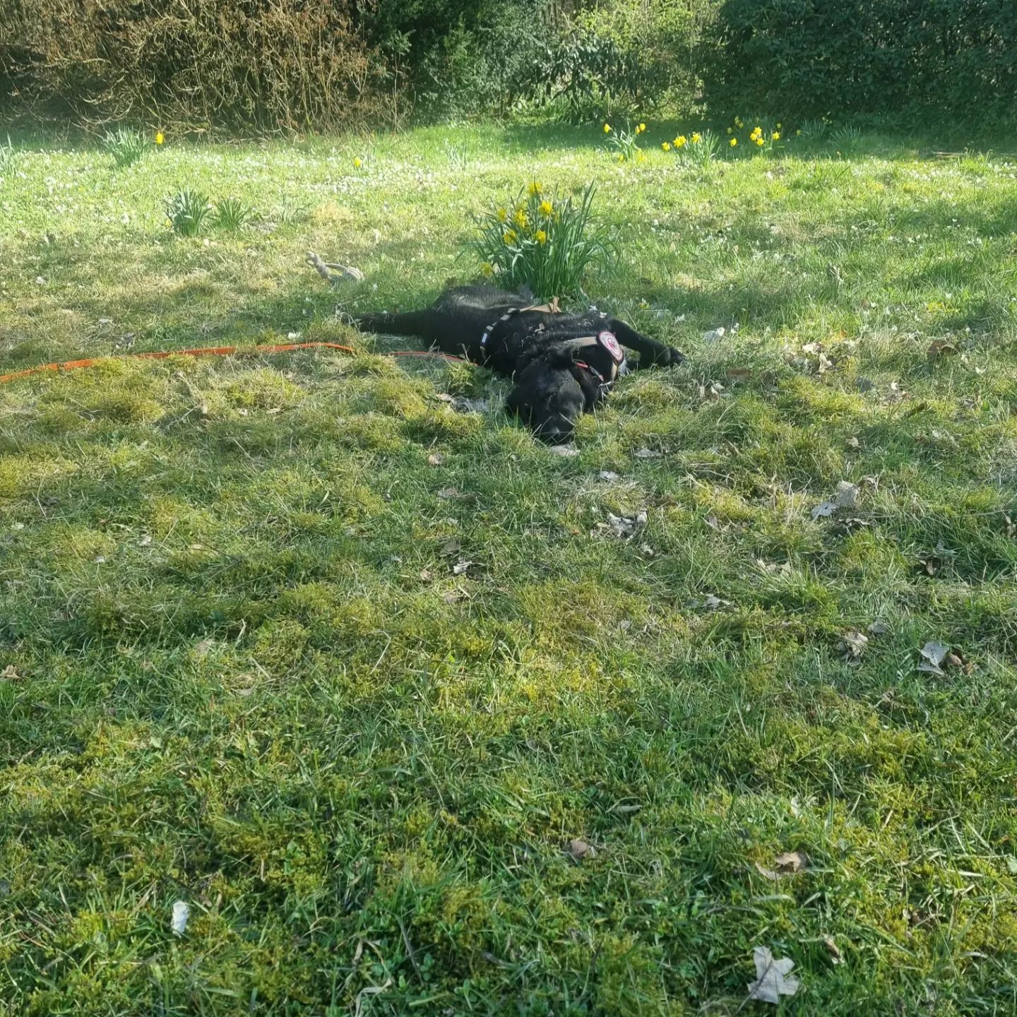 Hund liegt auf der Seite entspannt im Gras.