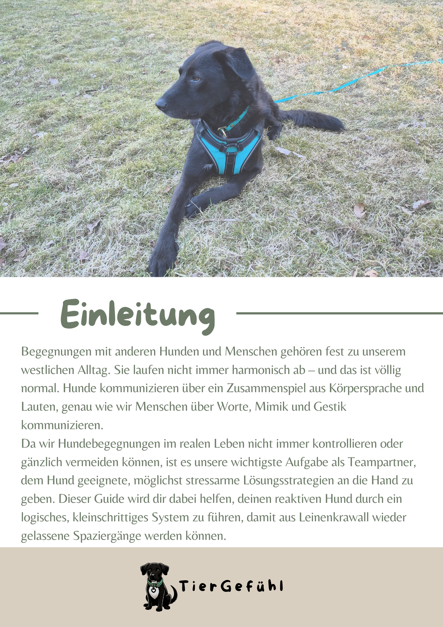 PDF-Guide: Hundebegegnungen mit reaktivem Hund trainieren – Bild 3