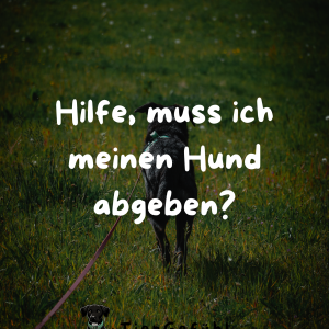 Hilfe, muss ich meinen Hund abgeben? Soforthilfe bei Angst vor oder um den eigenen Hund