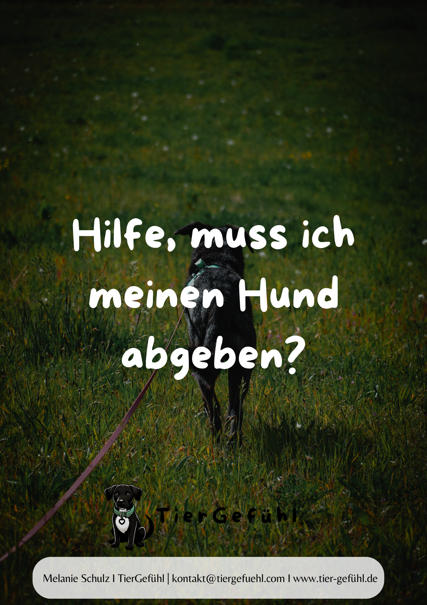 Hilfe, muss ich meinen Hund abgeben? Soforthilfe bei Angst vor oder um den eigenen Hund