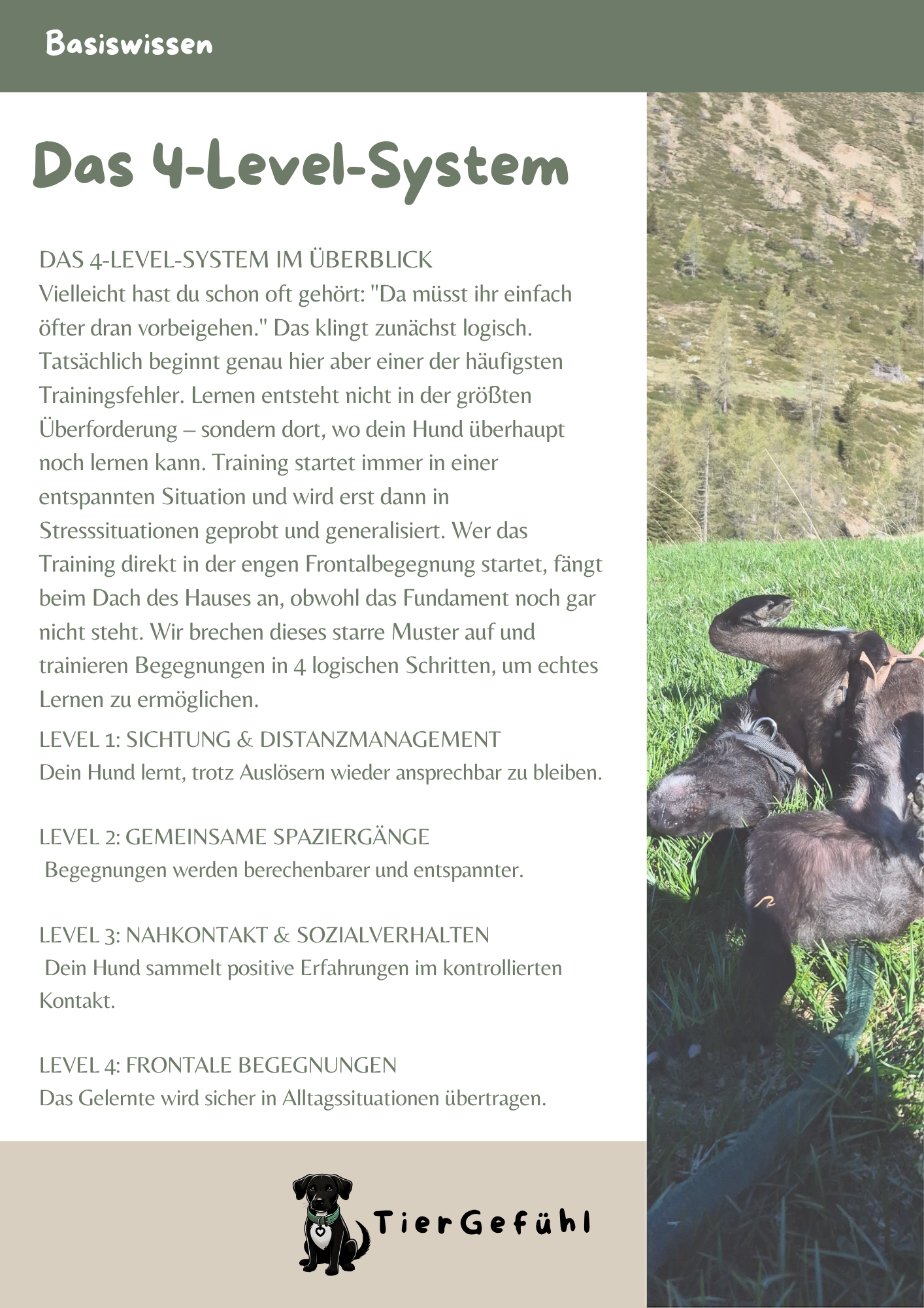 4-Level-System: Hundebegegnungen mit reaktivem Hund trainieren – Bild 7