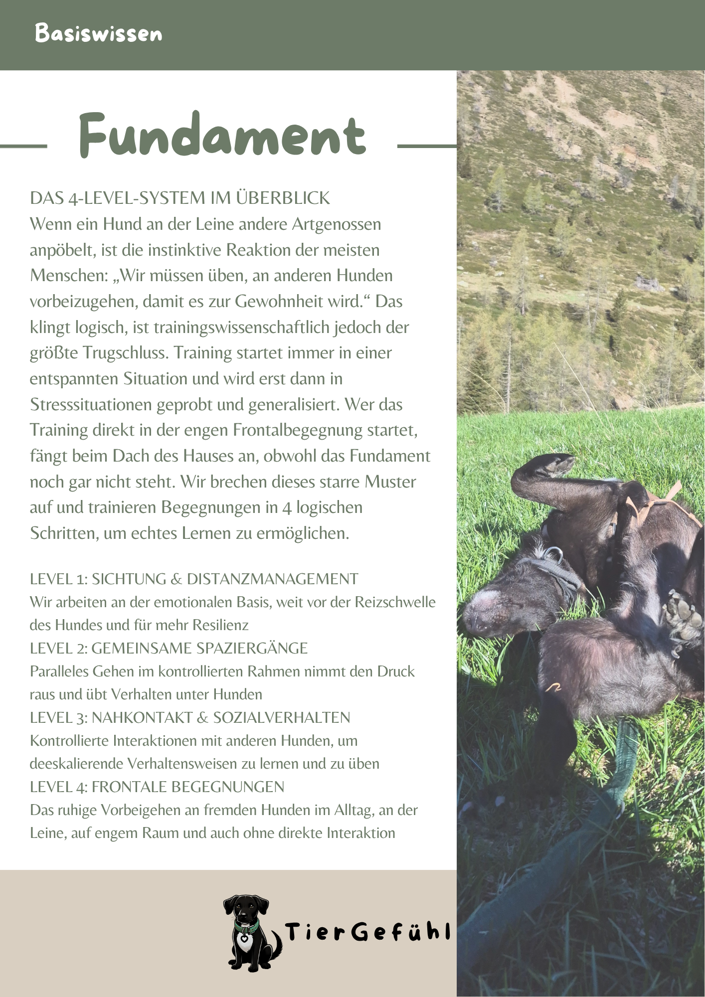 PDF-Guide: Hundebegegnungen mit reaktivem Hund trainieren – Bild 5