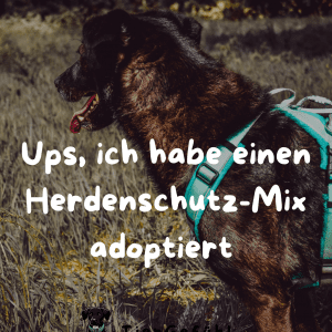 Sofortmanagement-Tipps f&uuml;r das Zusammenleben mit Herdenschutzhund