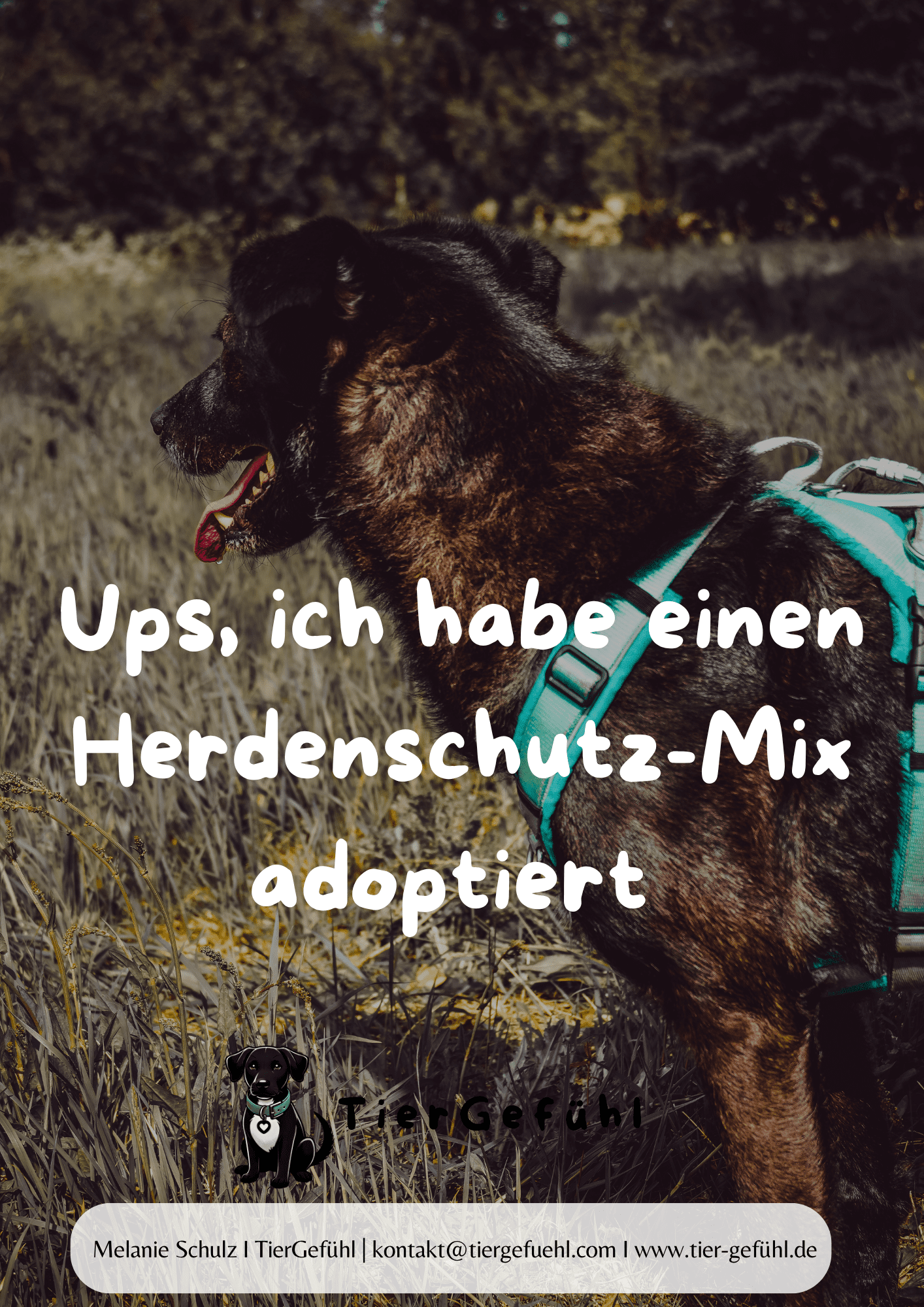 Sofortmanagement-Tipps für das Zusammenleben mit Herdenschutzhund