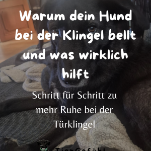 Warum dein Hund bei der Klingel bellt Cover