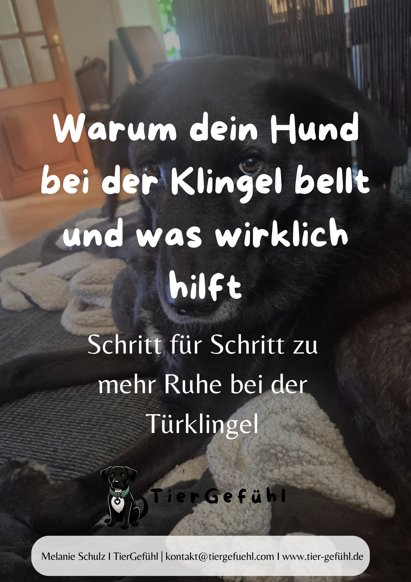Warum dein Hund bei der Klingel bellt Cover